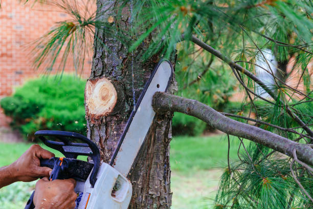 Jonesville, NC Tree Service Company